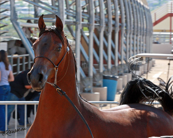 Region 7 Championship Show 2009 - C. Rousseau