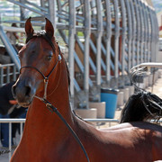 Region 7 Championship Show 2009 - C. Rousseau