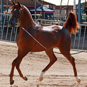 Region 7 Championship Show 2009 - C. Rousseau