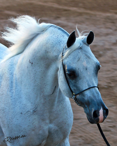 Region 7 Championship Show 2009 - C. Rousseau