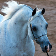 Region 7 Championship Show 2009 - C. Rousseau
