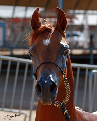Region 7 Championship Show 2009 - C. Rousseau