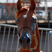 Region 7 Championship Show 2009 - C. Rousseau