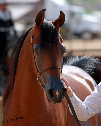 Region 7 Championship Show 2009 - C. Rousseau