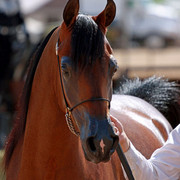 Region 7 Championship Show 2009 - C. Rousseau