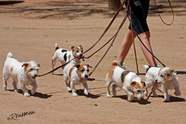 Region 7 Championship Show 2009 - C. Rousseau