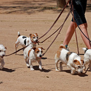 Region 7 Championship Show 2009 - C. Rousseau