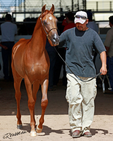 Region 7 Championship Show 2009 - C. Rousseau