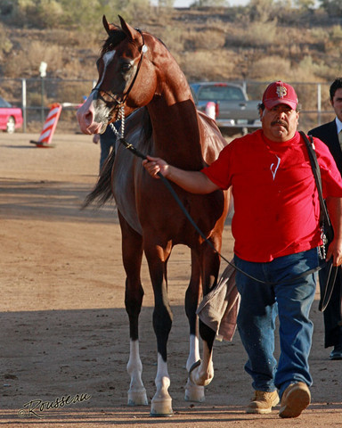 Region 7 Championship Show 2009 - C. Rousseau