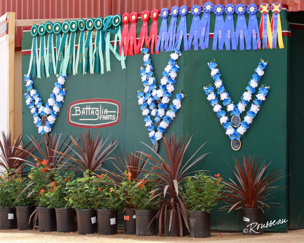 Region 7 Championship Show 2009 - C. Rousseau