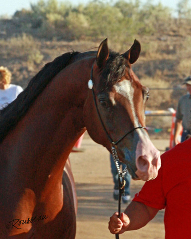 Region 7 Championship Show 2009 - C. Rousseau