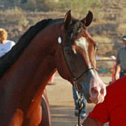 Region 7 Championship Show 2009 - C. Rousseau