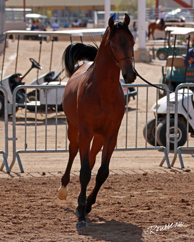 Region 7 Championship Show 2009 - C. Rousseau