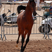 Region 7 Championship Show 2009 - C. Rousseau