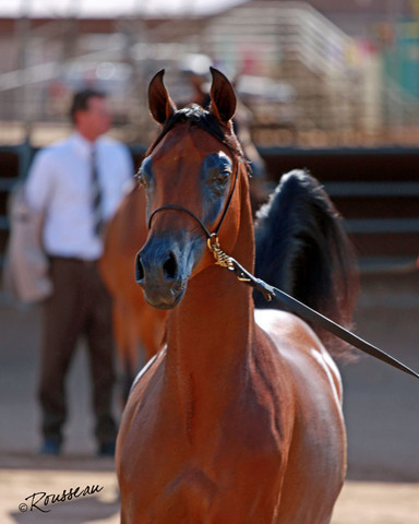 Region 7 Championship Show 2009 - C. Rousseau