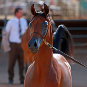 Region 7 Championship Show 2009 - C. Rousseau