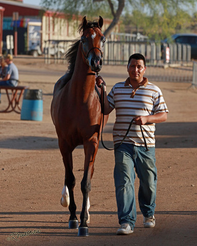 Region 7 Championship Show 2009 - C. Rousseau