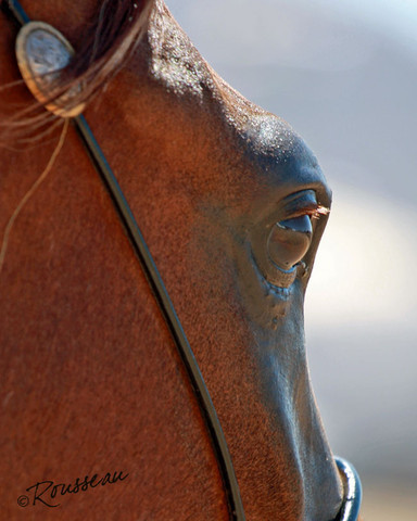 Region 7 Championship Show 2009 - C. Rousseau