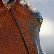 Region 7 Championship Show 2009 - C. Rousseau