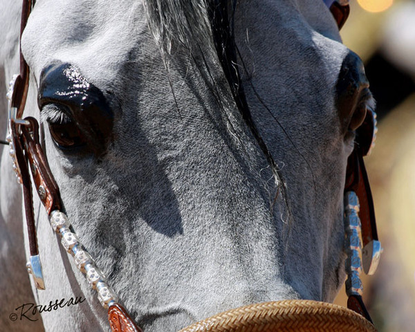 Region 7 Championship Show 2009 - C. Rousseau