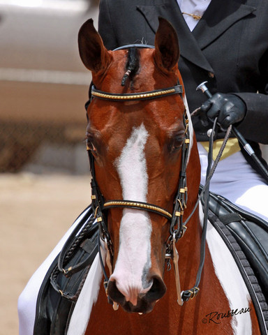 Region 7 Championship Show 2009 - C. Rousseau
