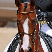 Region 7 Championship Show 2009 - C. Rousseau