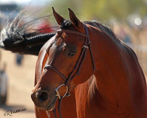 Region 7 Championship Show 2009 - C. Rousseau
