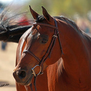 Region 7 Championship Show 2009 - C. Rousseau