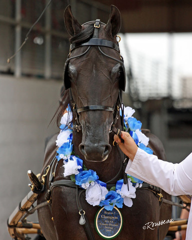 Region 7 Championship Show 2009 - C. Rousseau