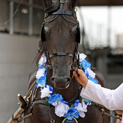 Region 7 Championship Show 2009 - C. Rousseau