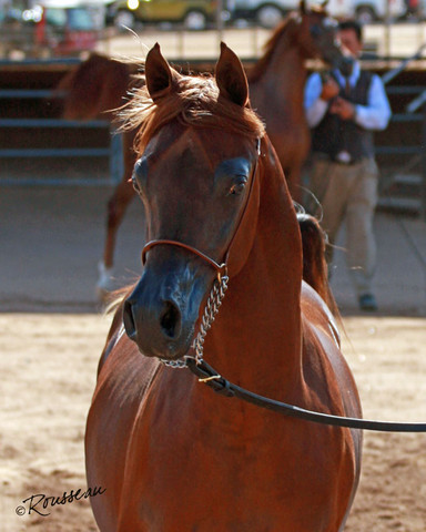 Region 7 Championship Show 2009 - C. Rousseau
