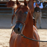 Region 7 Championship Show 2009 - C. Rousseau