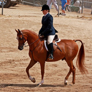 Region 7 Championship Show 2009 - C. Rousseau
