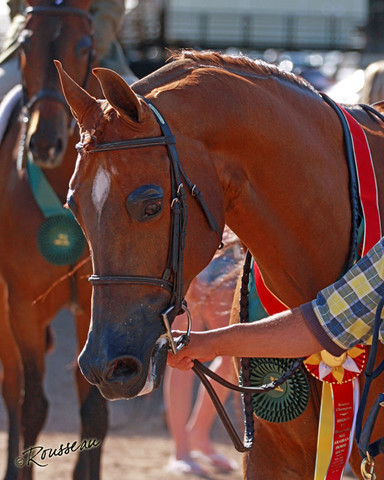 Region 7 Championship Show 2009 - C. Rousseau