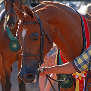 Region 7 Championship Show 2009 - C. Rousseau