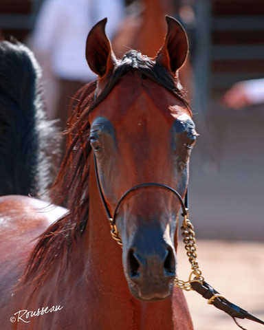 Region 7 Championship Show 2009 - C. Rousseau