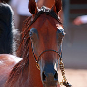 Region 7 Championship Show 2009 - C. Rousseau