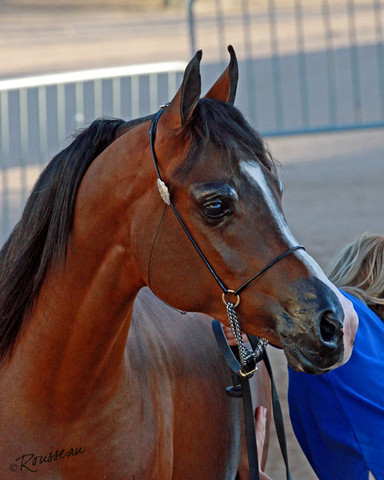 Region 7 Championship Show 2009 - C. Rousseau