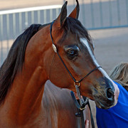 Region 7 Championship Show 2009 - C. Rousseau