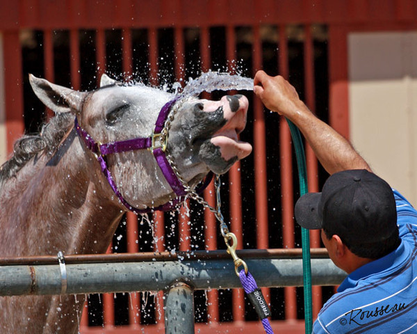 Region 7 Championship Show 2009 - C. Rousseau