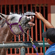 Region 7 Championship Show 2009 - C. Rousseau