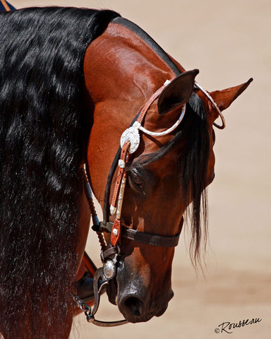 Region 7 Championship Show 2009 - C. Rousseau