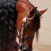 Region 7 Championship Show 2009 - C. Rousseau