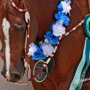 Region 7 Championship Show 2009 - C. Rousseau
