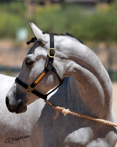 Region 7 Championship Show 2009 - C. Rousseau