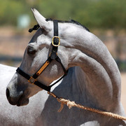 Region 7 Championship Show 2009 - C. Rousseau