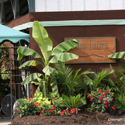 The Egyptian Event 2009 Fun Photos