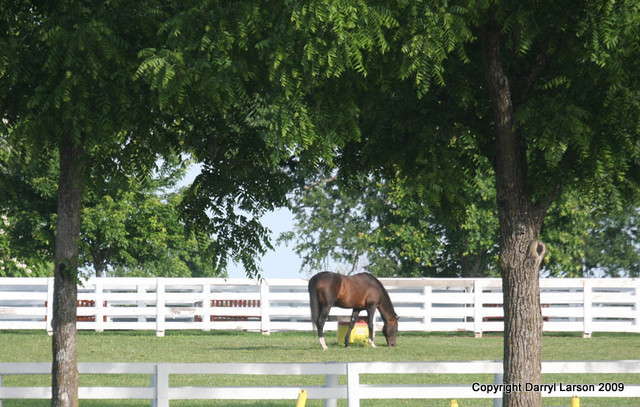 The Egyptian Event 2009 Fun Photos