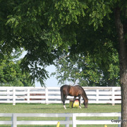 The Egyptian Event 2009 Fun Photos
