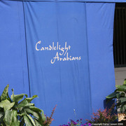 The Egyptian Event 2009 Fun Photos